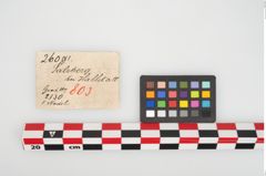 Etikett zu Bronzemehrkopfnadel (NHMW-PRAE-026091)
